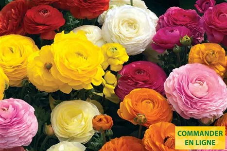 Gambit-Mix-Volmary-FR.jpg Gambit-Mix-Volmary-FR.jpg