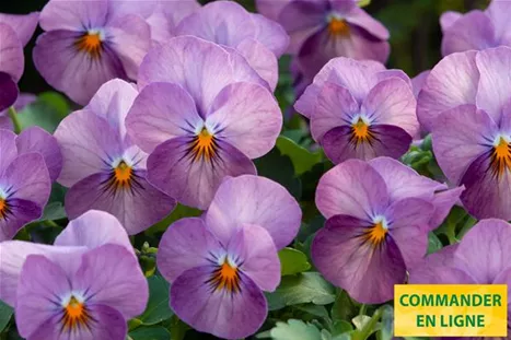 Twix-Plum-Volmary-FR.jpg Twix-Plum-Volmary-FR.jpg