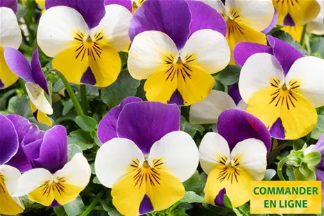 Twix-Yellow-Lilac-Wing-Volmary-FR.jpg Twix-Yellow-Lilac-Wing-Volmary-FR.jpg