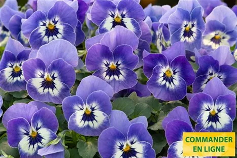 Twix-Dark-Marina-Volmary-FR.jpg Twix-Dark-Marina-Volmary-FR.jpg