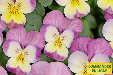 Twix-Lemon-Pink-Wing-Volmary-FR.jpg Twix-Lemon-Pink-Wing-Volmary-FR.jpg