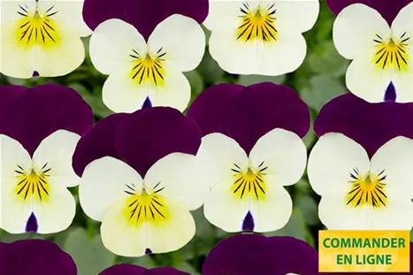 Twix-White-Purple-Wing-Volmary-FR.jpg Twix-White-Purple-Wing-Volmary-FR.jpg