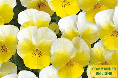 Twix-Primrose-Volmary-FR.jpg Twix-Primrose-Volmary-FR.jpg