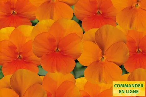 Twix-Tangerine-Mix-Volmary-FR.jpg Twix-Tangerine-Mix-Volmary-FR.jpg