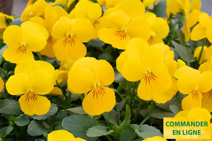 Twix-Power-Yellow-Volmary-FR.jpg Twix-Power-Yellow-Volmary-FR.jpg