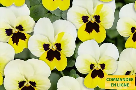 Twix-Lemon-Frost-With-Eye-Volmary-FR.jpg Twix-Lemon-Frost-With-Eye-Volmary-FR.jpg