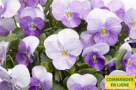 Twix-Power-Pink-Frost-Volmary-FR.jpg Twix-Power-Pink-Frost-Volmary-FR.jpg