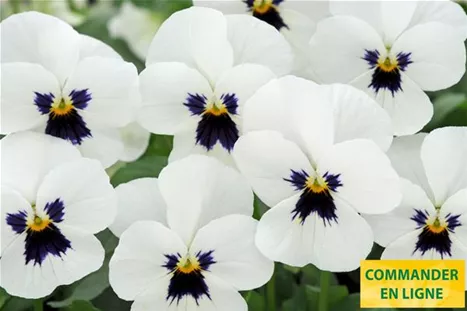 Twix-Power-White-With-Blotch-Volmary-Fr.jpg Twix-Power-White-With-Blotch-Volmary-Fr.jpg