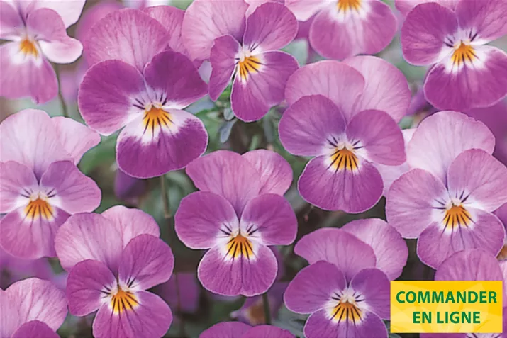 Ice-Babies-Rose-Face-Volmary-FR.jpg Ice-Babies-Rose-Face-Volmary-FR.jpg