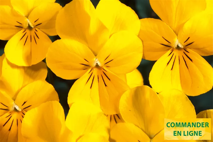 ICe-Babies-Golden-Yellow-Volmary-FR.jpg ICe-Babies-Golden-Yellow-Volmary-FR.jpg