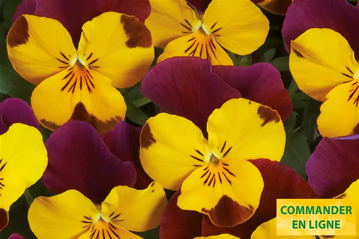 Ice-Babies-Yellow-Red-Wing-Volmary-FR.jpg Ice-Babies-Yellow-Red-Wing-Volmary-FR.jpg