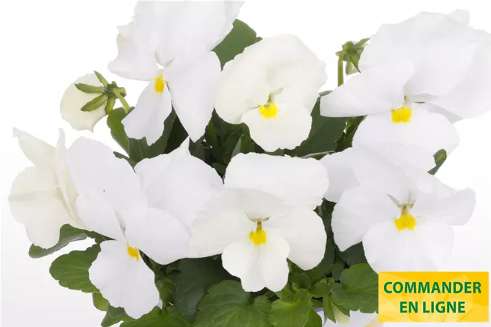 Volante-Compact-Clear-White-Volmary_FR.jpg Volante-Compact-Clear-White-Volmary_FR.jpg