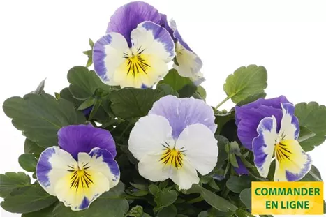 Volante-Compact-Cream-Lilac-Wing-Volmary-FR.jpg Volante-Compact-Cream-Lilac-Wing-Volmary-FR.jpg