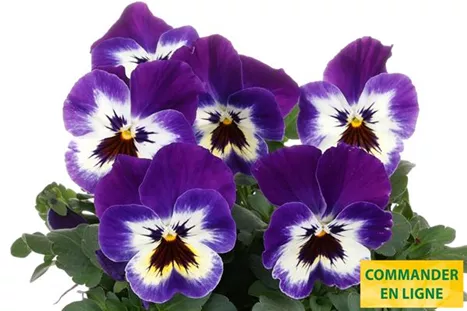 Volante-Compact-Purple-Picotee-Volmary-FR.jpg Volante-Compact-Purple-Picotee-Volmary-FR.jpg