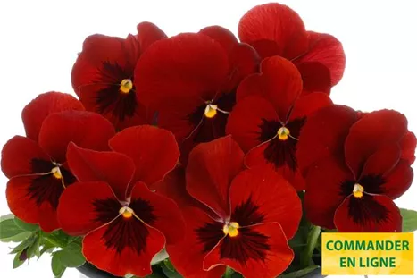 Volante-Compact-Red-with-Blotch-Volmary-FR.jpg Volante-Compact-Red-with-Blotch-Volmary-FR.jpg