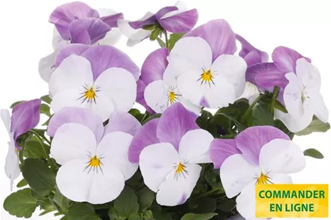 Volante-Compact-White-Pink-Wing-Volmary-FR.jpg Volante-Compact-White-Pink-Wing-Volmary-FR.jpg