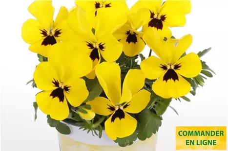 Volante-Compact-Yellow-with-Blotch-Volmary-FR.jpg Volante-Compact-Yellow-with-Blotch-Volmary-FR.jpg