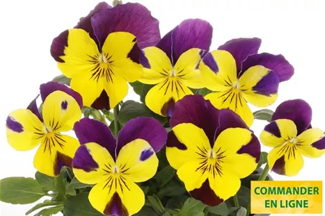 Volante-Compact-Yellow-Purple-Volmary-FR.jpg Volante-Compact-Yellow-Purple-Volmary-FR.jpg