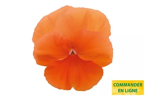 Carneval-Deep-Orange-Volmary-FR.jpg Carneval-Deep-Orange-Volmary-FR.jpg