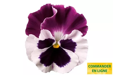 Carneval-White-Burgundy-Wing-Volmary-FR.jpg Carneval-White-Burgundy-Wing-Volmary-FR.jpg