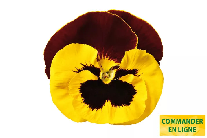 Carneval-Yellow-Red-Wing-Volmary-FR.jpg Carneval-Yellow-Red-Wing-Volmary-FR.jpg