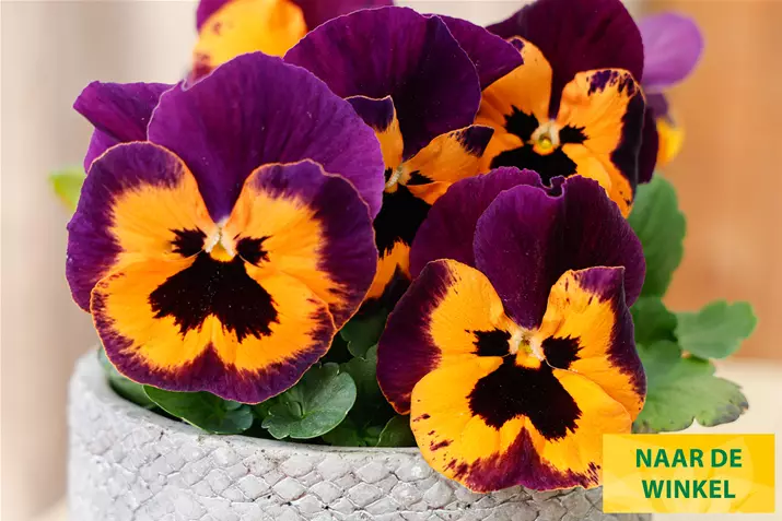 Carneval-Orange-Purple-Wing-Volmary_NL.jpg