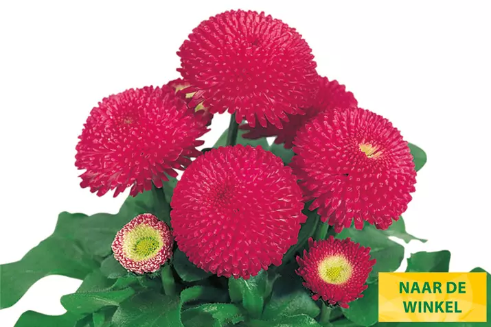 Tasse-Deep-Rose-Volmary_NL.jpg