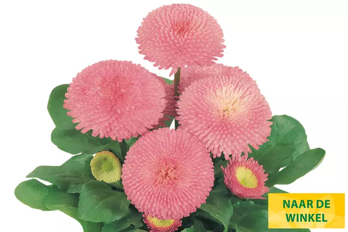 Tasso-Pink-Volmary_NL.jpg
