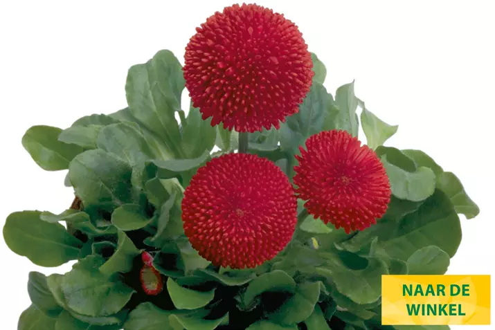 Tasso-Red-Volmary_NL.jpg