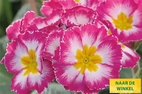 Inara-Pink-Bicolor-Volmary_NL.jpg