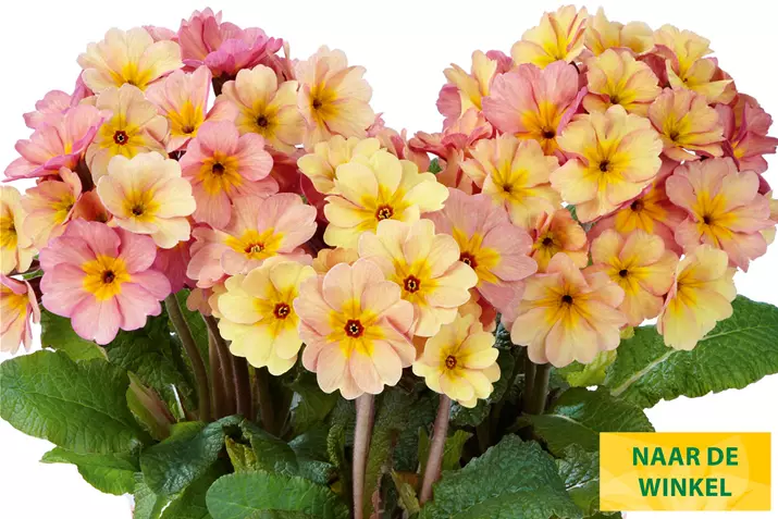 Sylvita-Peach-Melba-Volmary_NL.jpg