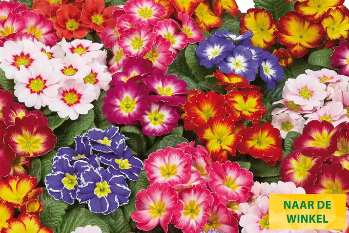 Arizona-Bicolor-Mix-Volmary_NL.jpg