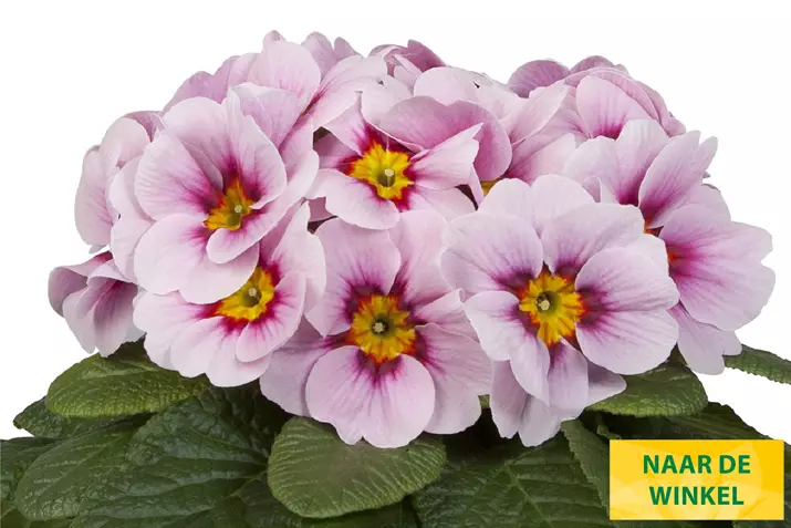 Paradiso-Mid-Appleblossom-Volmary_NL.jpg