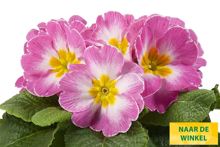 Paradiso-Mid-Pink_Volmary_NL.jpg