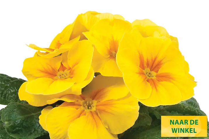Paradiso-Mid-Yellow-Volmary_NL.jpg