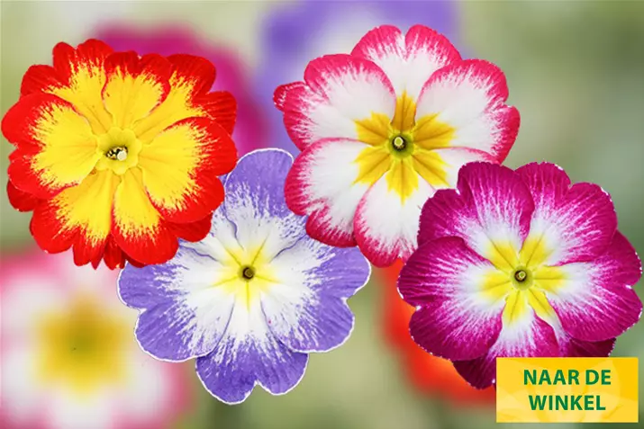 Dakota-Bicolor-Mix-Volmary_NL.jpg
