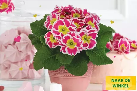 Sacarina-Rose-Volmary_NL.jpg