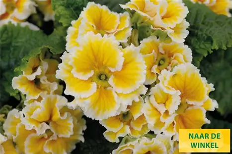 Sacarina-Yellow-Volmary_NL.jpg