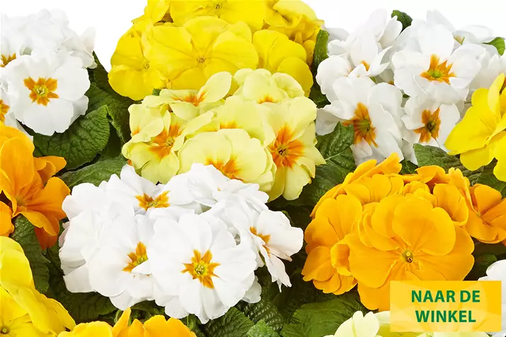 Alsaka-Citrus-Mix-Volmary_NL.jpg