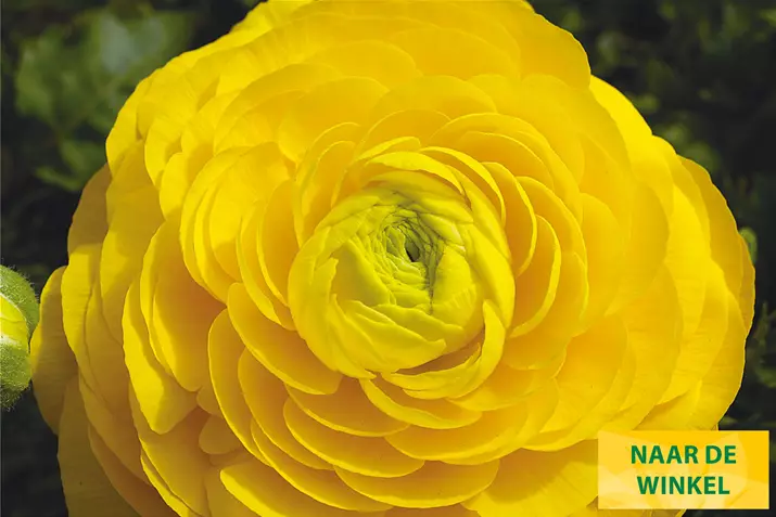 Magic-Yellow-Volmary_NL.jpg