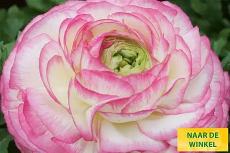 Gambit-Bicolor-Pink-Volmary_NL.jpg