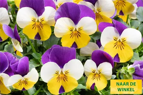 Twix-Yellow-Lilac-Wing-Volmary_NL.jpg