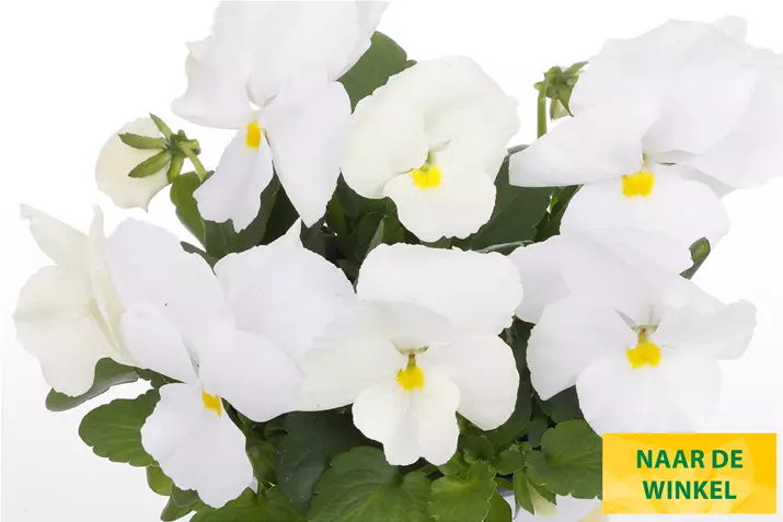 Volante-Compact-Clear-White-Volmary_NL.jpg