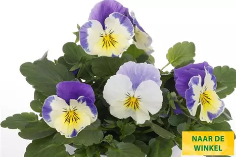 Volante-Compact-Cream-Lilac-Wing-Volmary_NL.jpg