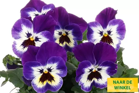 Volante-Compact-Purple-Picotee-Volmary_NL.jpg