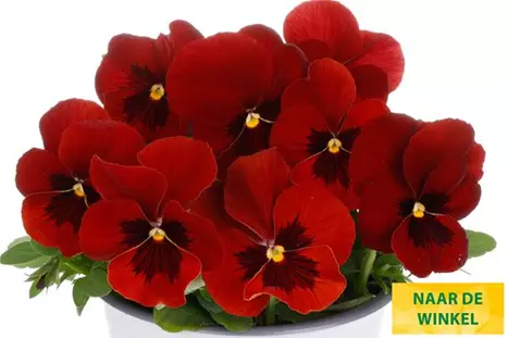 Volante-Compact-Red-With-Blotch-Volmary_NL.jpg