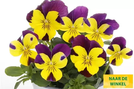 Volante-Compact-Yellow-Prple-Wing-Volmary_NL.jpg