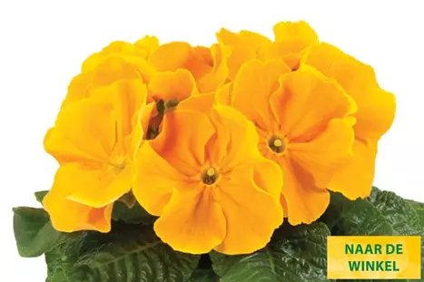 Paradiso-Late-Golden-Orange-Volmary_NL.jpg