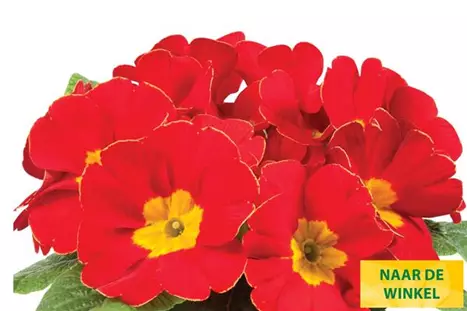 Paradiso-Late-Red-Volmary_NL.jpg