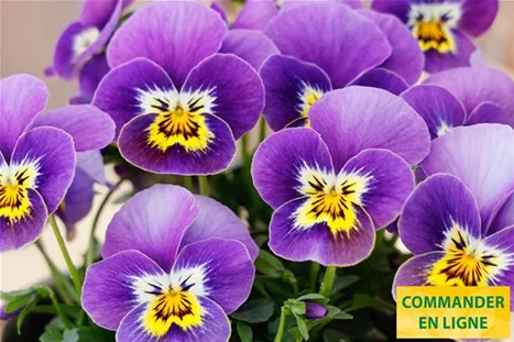 Twix-Honeyfrost-Volmary_FR.jpg Twix-Honeyfrost-Volmary_FR.jpg